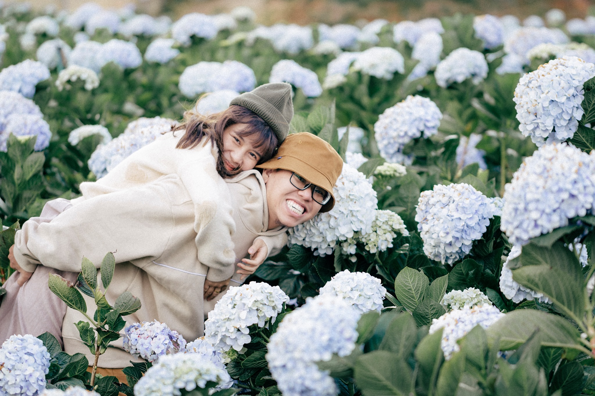 vườn cẩm tú cầu Đà Lạt vườn cẩm tú cầu Đà Lạt