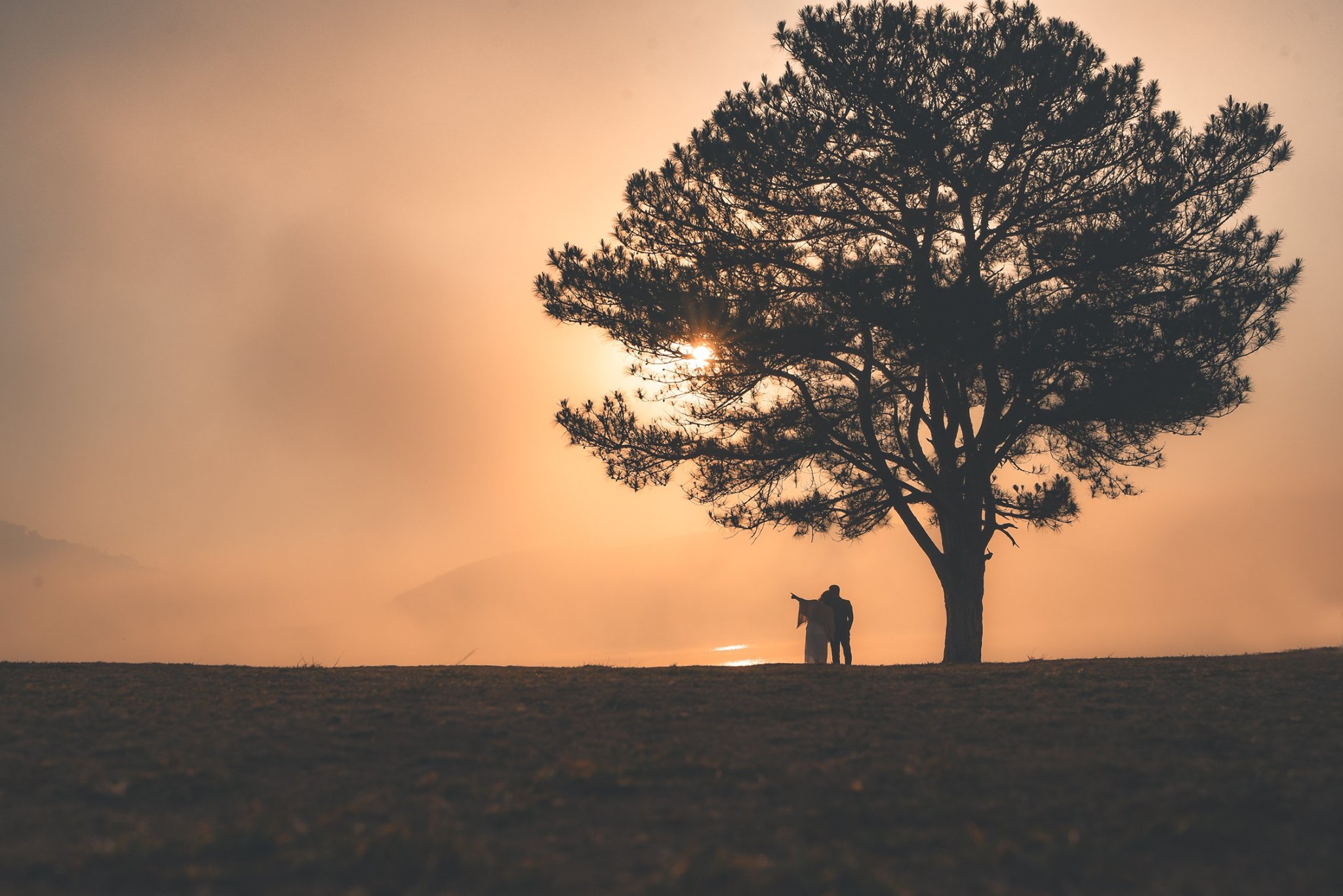 cây thông cô đơn Đà Lạt cây thông cô đơn Đà Lạt