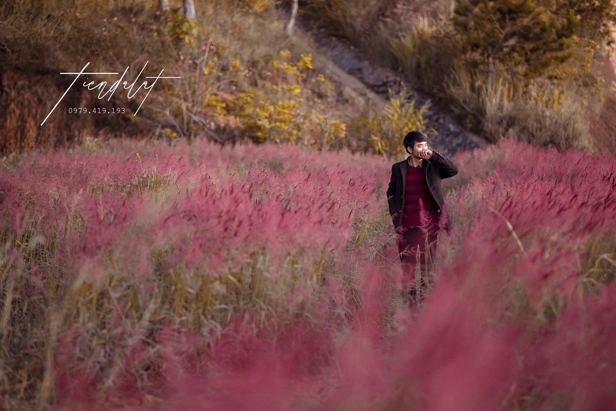 cỏ đuôi chồn hồng Đà lạt cỏ đuôi chồn hồng Đà lạt