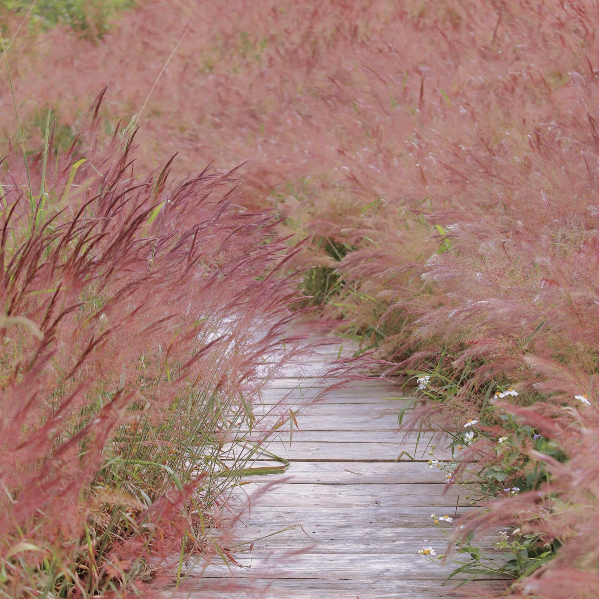 cỏ đuôi chồn hồng Đà lạt cỏ đuôi chồn hồng Đà lạt