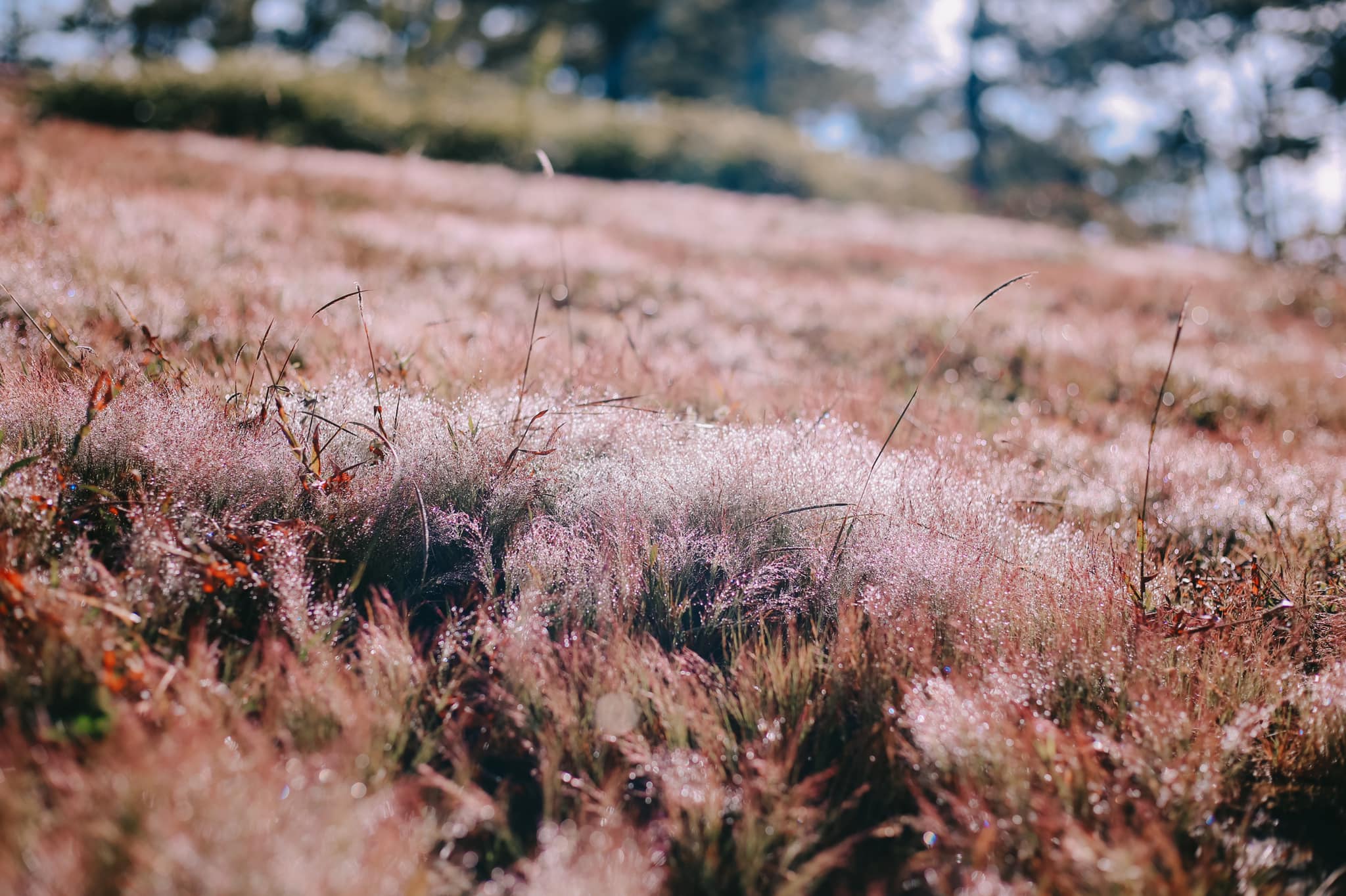 cỏ tuyết Đà lạt cỏ tuyết Đà lạt