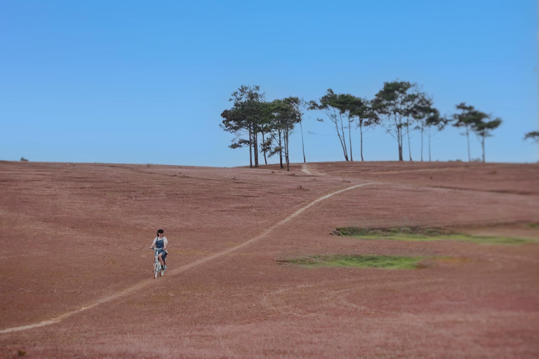 đồi cỏ hồng Đà Lạt đồi cỏ hồng Đà Lạt