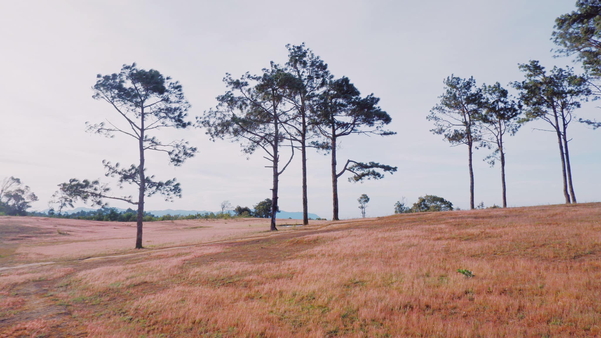 đồi cỏ hồng đồi cỏ hồng