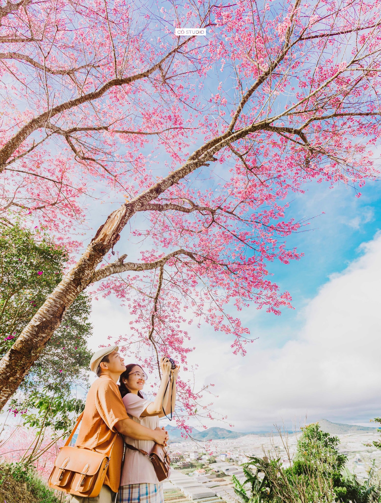 mùa hoa mai anh đào Đà Lạt mùa hoa mai anh đào Đà Lạt