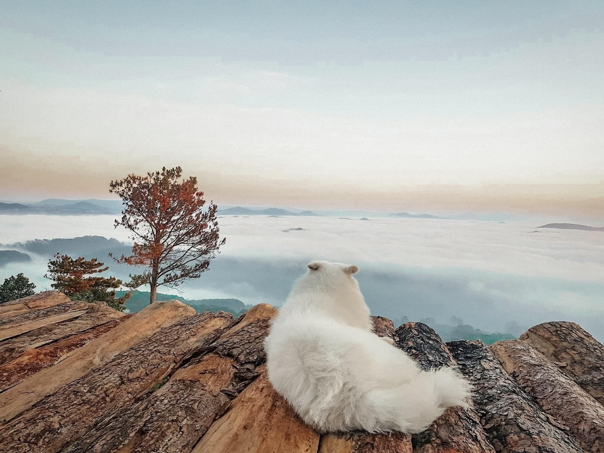 Săn mây đồi chè Cầu Đất Săn mây đồi chè Cầu Đất