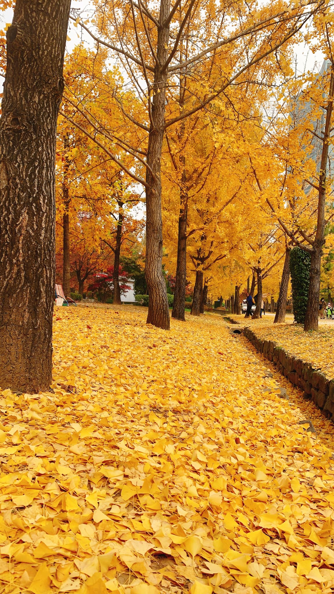 tham quan Seoul Forest Park