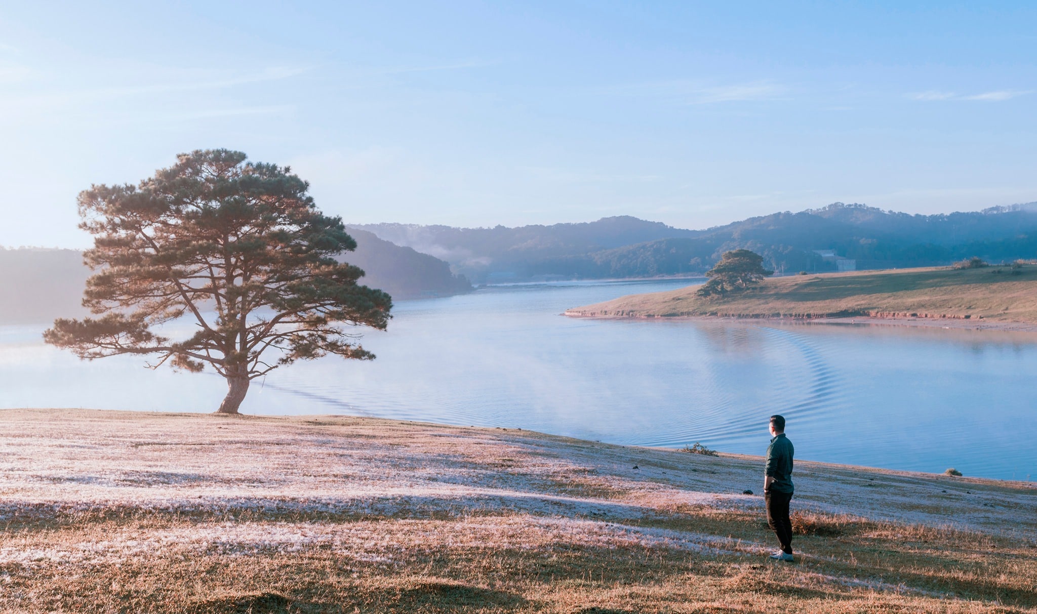 đồi cỏ hồng cây thông cô đơn Đà Lạt đồi cỏ hồng cây thông cô đơn Đà Lạt