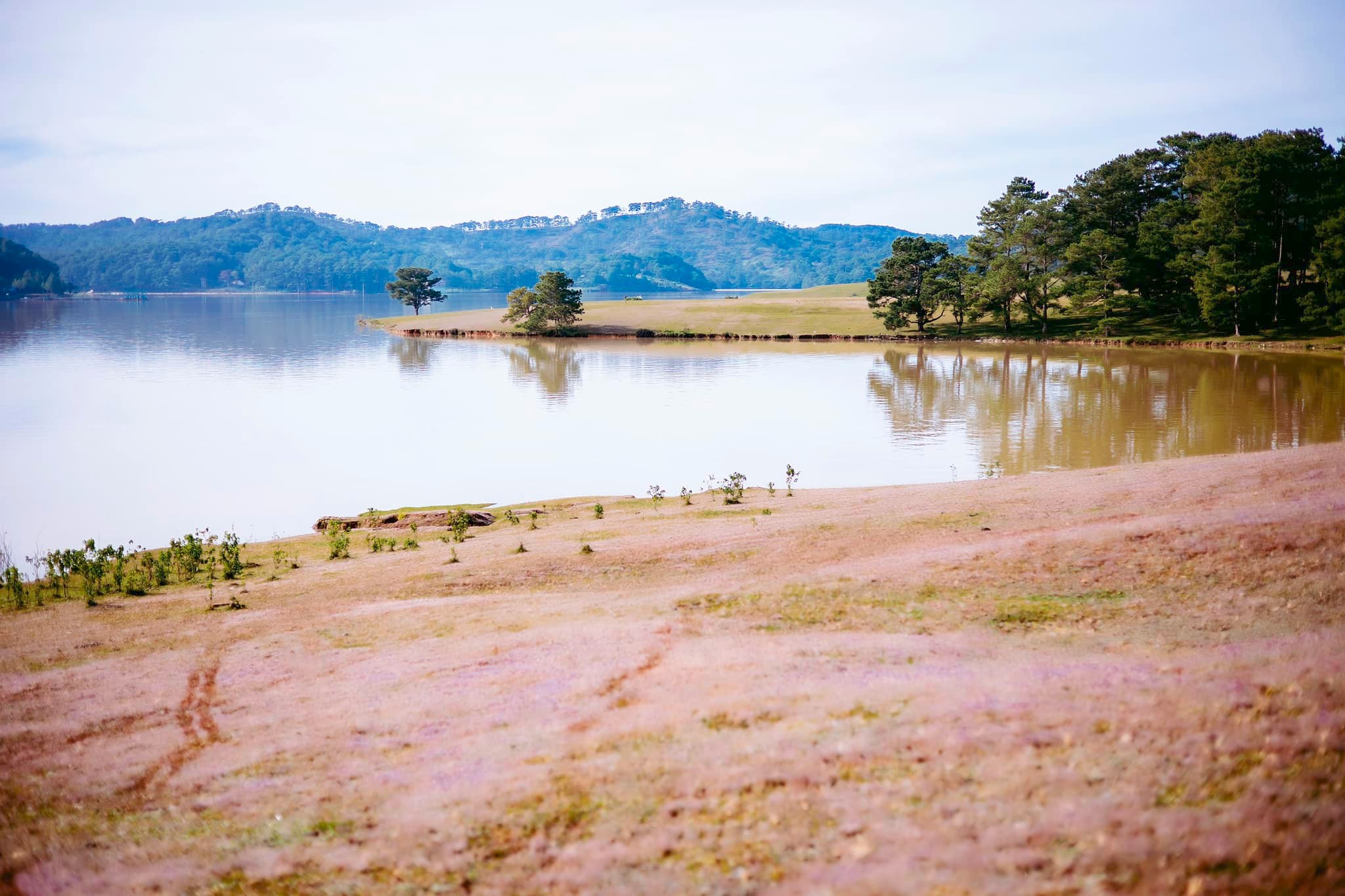 đồi cỏ hồng cây thông cô đơn đồi cỏ hồng cây thông cô đơn