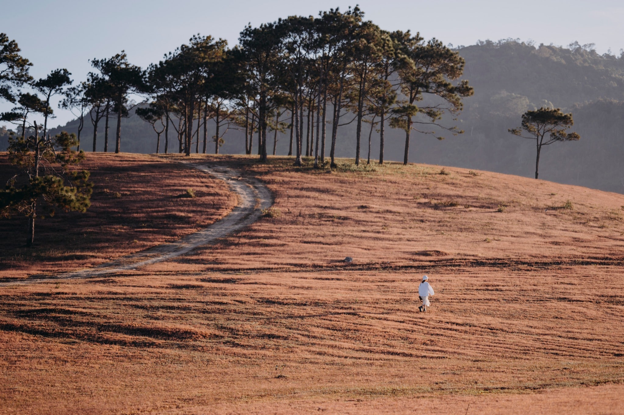 đồi cỏ hồng Masara Đà Lạt đồi cỏ hồng Masara Đà Lạt