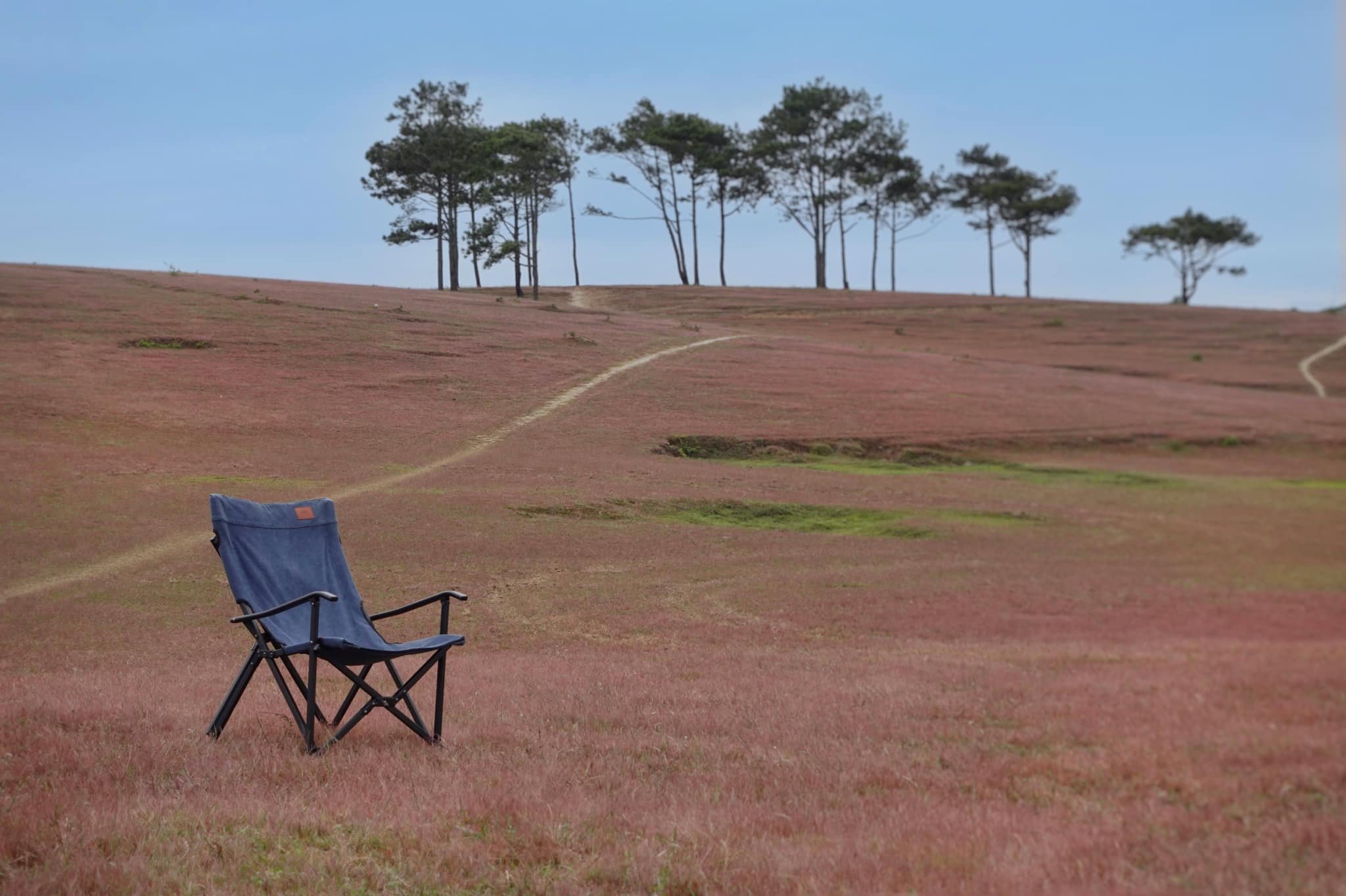 đồi cỏ hồng Masara đồi cỏ hồng Masara