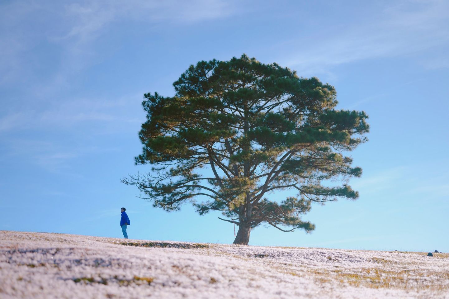 đồi cỏ hồng cây thông cô đơn đồi cỏ hồng cây thông cô đơn