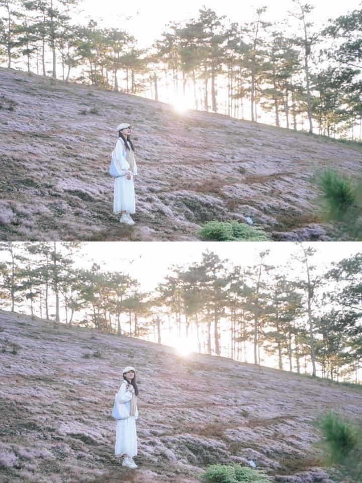 đồi cỏ hồng thung lũng vàng đà lạt đồi cỏ hồng thung lũng vàng đà lạt