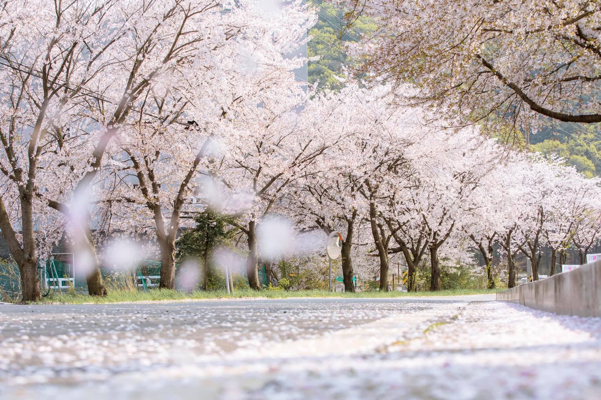 du lịch hàn Quốc mùa xuân