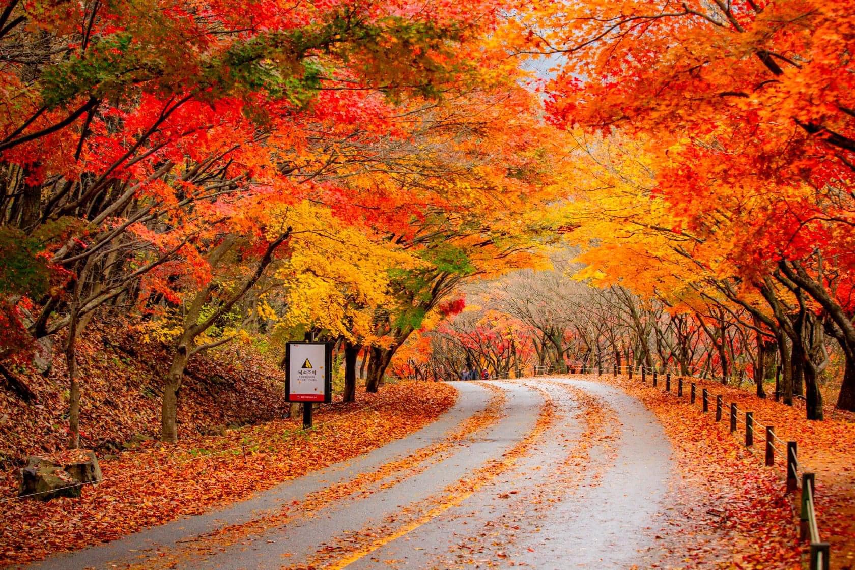 mùa thu hàn quốc